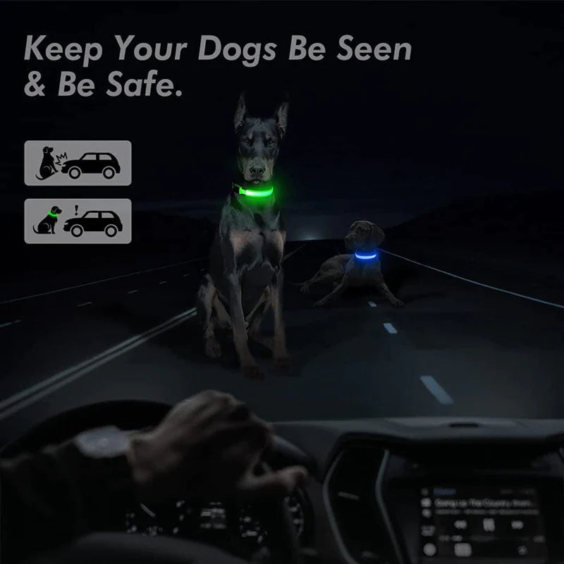 Zoomie Light Collar : Light-Up Collar for All Sizes